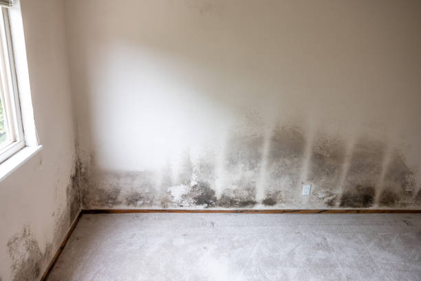 Best Mold Damage Restoration  in Lynwood, IL